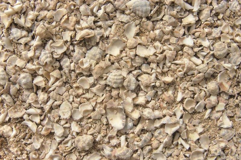 Crushed Thais savignyi shells from a midden on the island