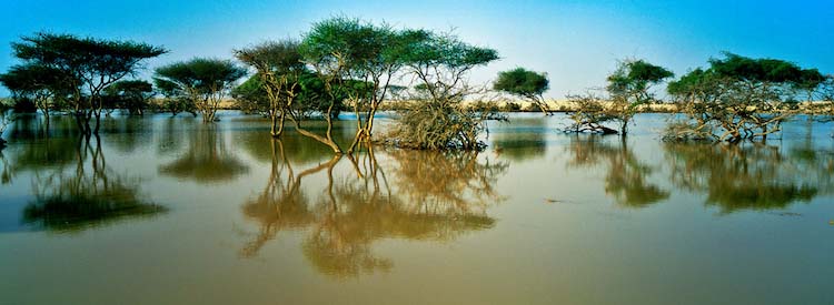 A Dose of Weekend Mangroves in Al Khor