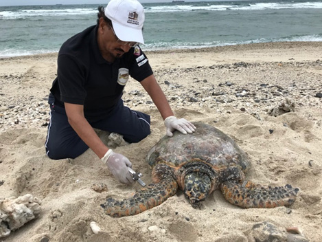 Turtle tagging Halul Island Shafeeq Hamza