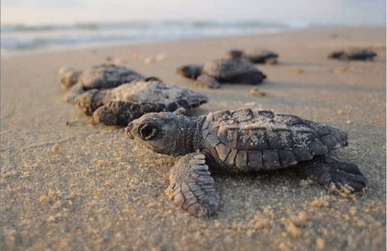 Qatar Museums to Facilitate Visits to Hawksbill Turtle Nesting Grounds