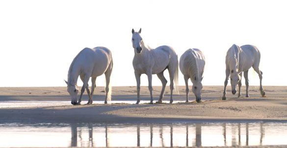 Katara International Arabian Horse Festival