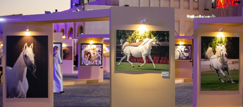 Katara International Arabian Horse Festival: Off to a Good Start