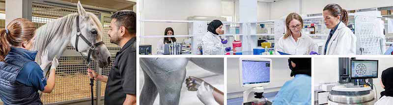 Equine Veterinary Medical Centre Launches Qatar’s First Equine Biobank, Inara
