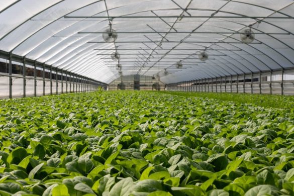 Indoor vegetable garden stock image